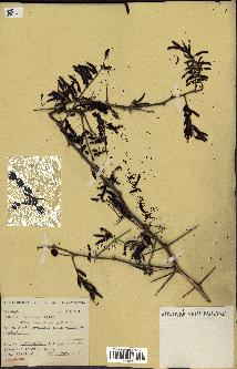 spécimen de Acacia nilotica