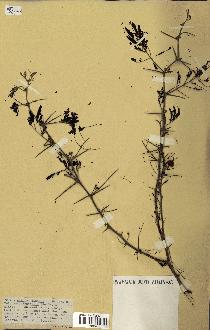 spécimen de Acacia nilotica