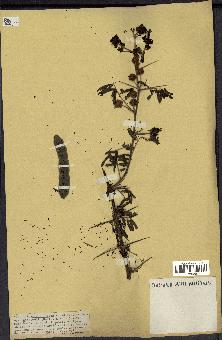 spécimen de Acacia nilotica