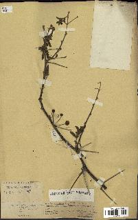 spécimen de Acacia nilotica