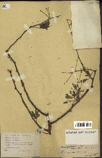 spécimen de Acacia nilotica