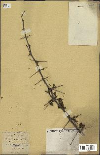 spécimen de Acacia nilotica