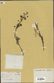 spécimen de Acacia nilotica