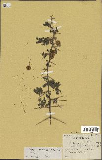 spécimen de Acacia nilotica