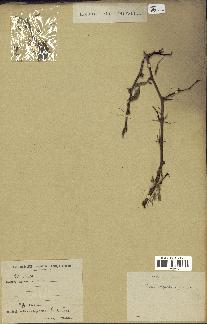 spécimen de Acacia nilotica