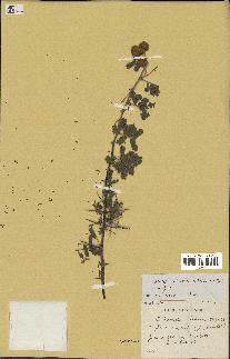 spécimen de Acacia nilotica