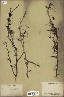spécimen de Acacia nilotica