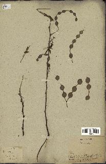 spécimen de Acacia nilotica