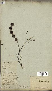spécimen de Acacia nilotica