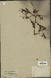 spécimen de Acacia nilotica