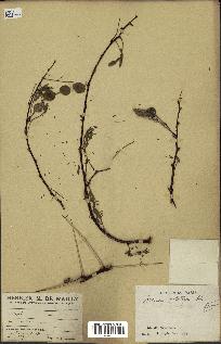spécimen de Acacia nilotica