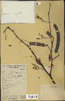 spécimen de Acacia nilotica