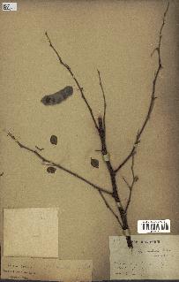 spécimen de Acacia nilotica