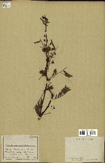 spécimen de Acacia nilotica