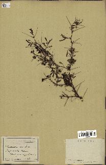 spécimen de Acacia nilotica