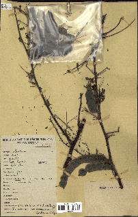spécimen de Acacia nilotica