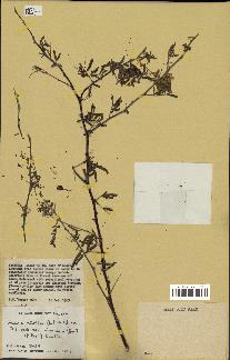 spécimen de Acacia nilotica