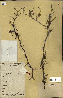 spécimen de Acacia nilotica