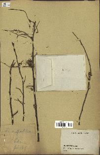 spécimen de Acacia nilotica