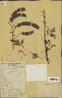 spécimen de Acacia nilotica