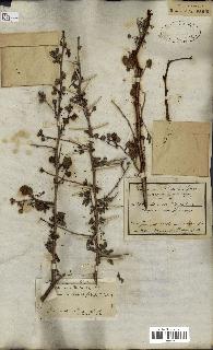 spécimen de Acacia seyal