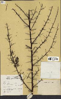 spécimen de Acacia seyal