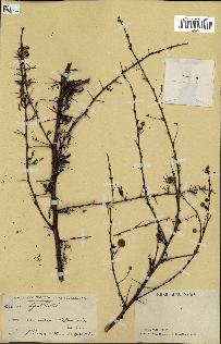spécimen de Acacia seyal