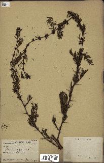 spécimen de Acacia seyal