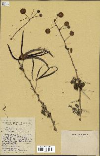 spécimen de Acacia seyal