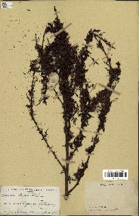 spécimen de Acacia seyal