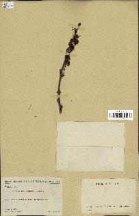 spécimen de Acacia seyal