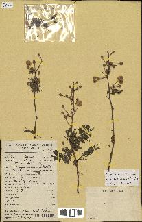 spécimen de Acacia seyal