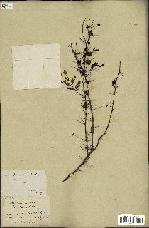 spécimen de Acacia seyal