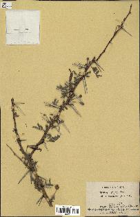 spécimen de Acacia seyal