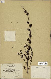 spécimen de Acacia seyal