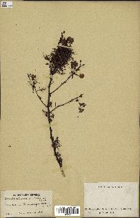 spécimen de Acacia seyal