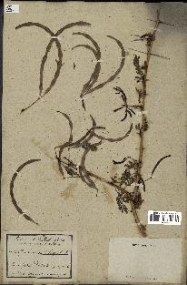 spécimen de Acacia seyal