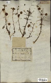 spécimen de Acacia seyal