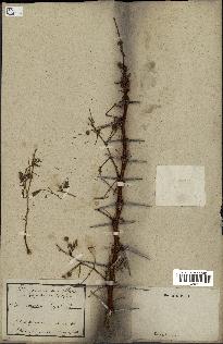 spécimen de Acacia seyal