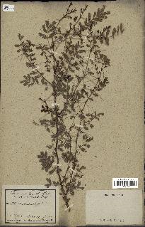 spécimen de Acacia seyal