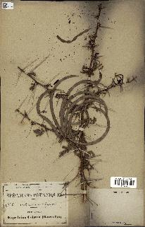 spécimen de Acacia seyal