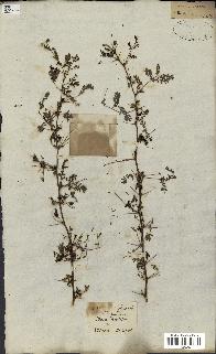spécimen de Acacia seyal
