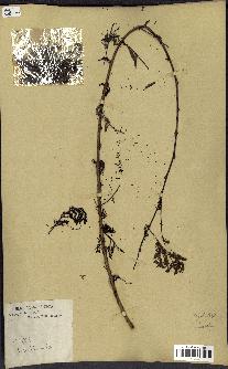 spécimen de Acacia seyal