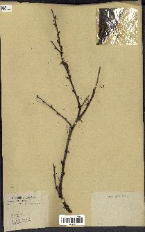 spécimen de Acacia seyal