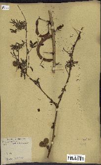 spécimen de Acacia seyal