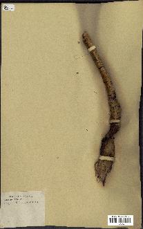 spécimen de Acacia seyal