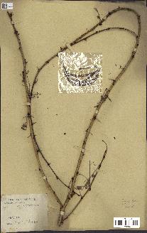 spécimen de Acacia seyal