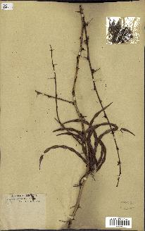 spécimen de Acacia seyal