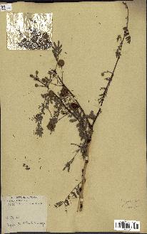 spécimen de Acacia seyal