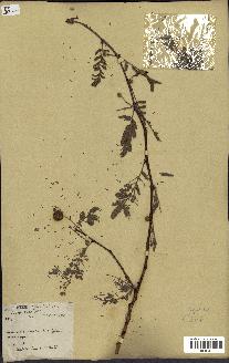 spécimen de Acacia seyal